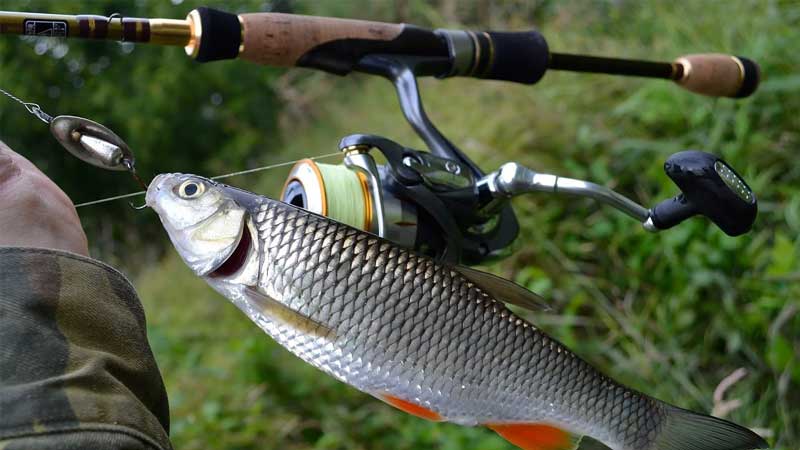 Classement des meilleures cannes spinning ultralégères en 2025
