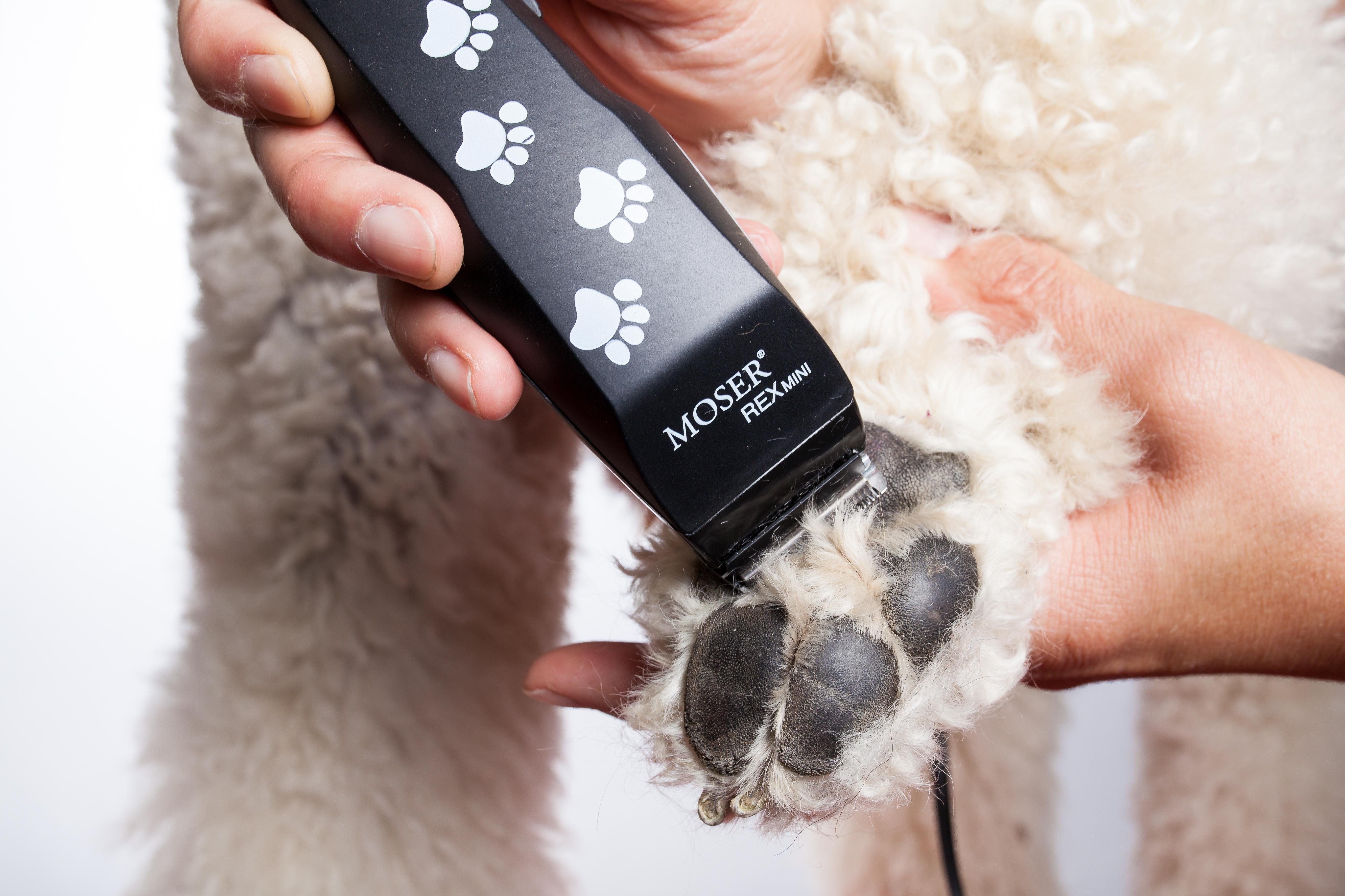 Les meilleures tondeuses pour chien en 2025